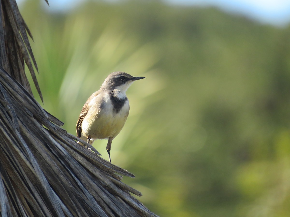 Cape Wagtail - ML643814026