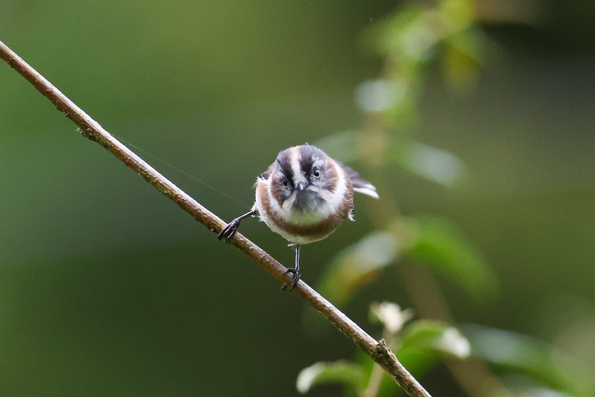 Sooty Tit - ML643814029