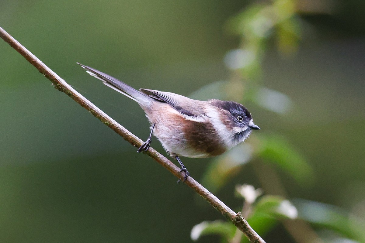 Sooty Tit - ML643814030