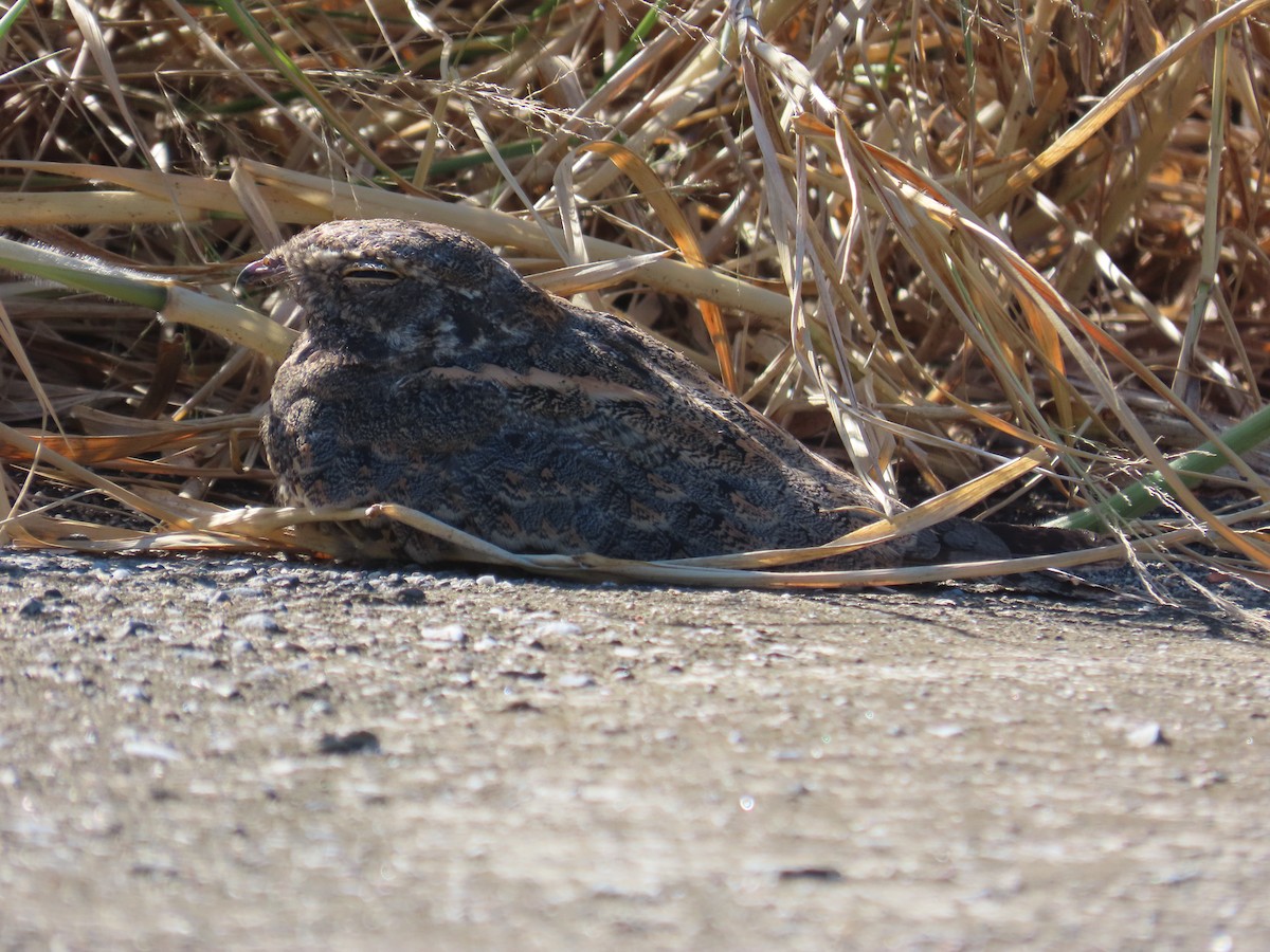 Savanna Nightjar - ML643814032