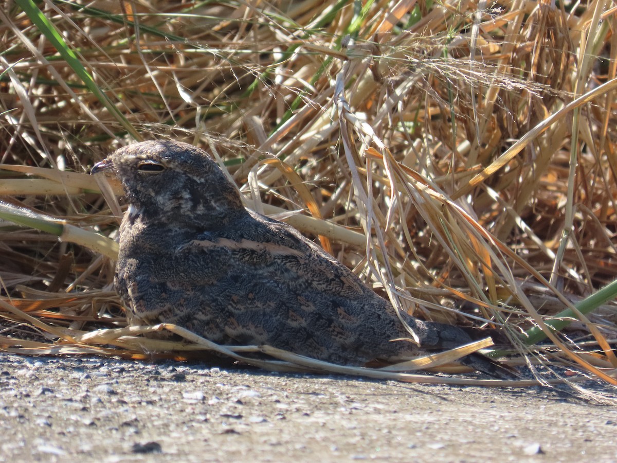 Savanna Nightjar - ML643814033