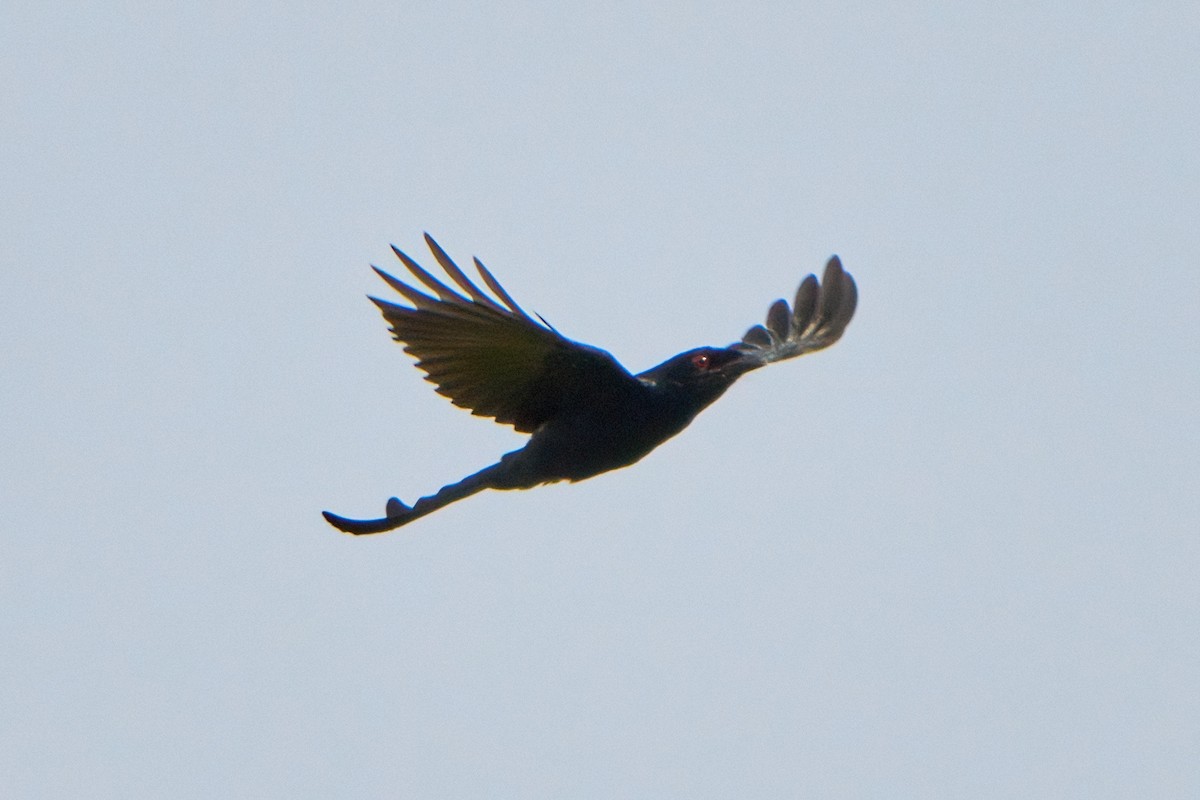 ハシブトオウチュウ - ML643814044