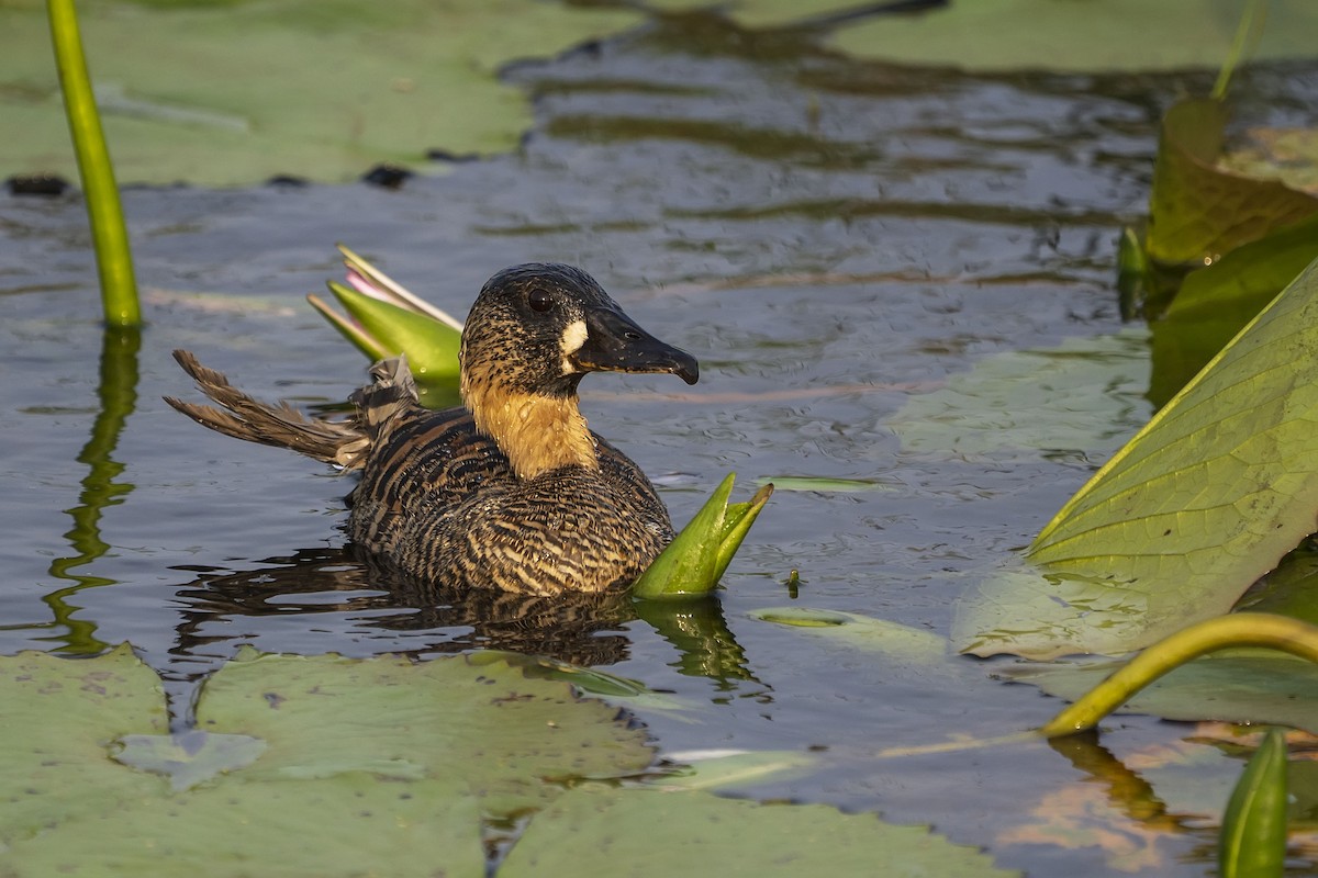White-backed Duck - ML643814045
