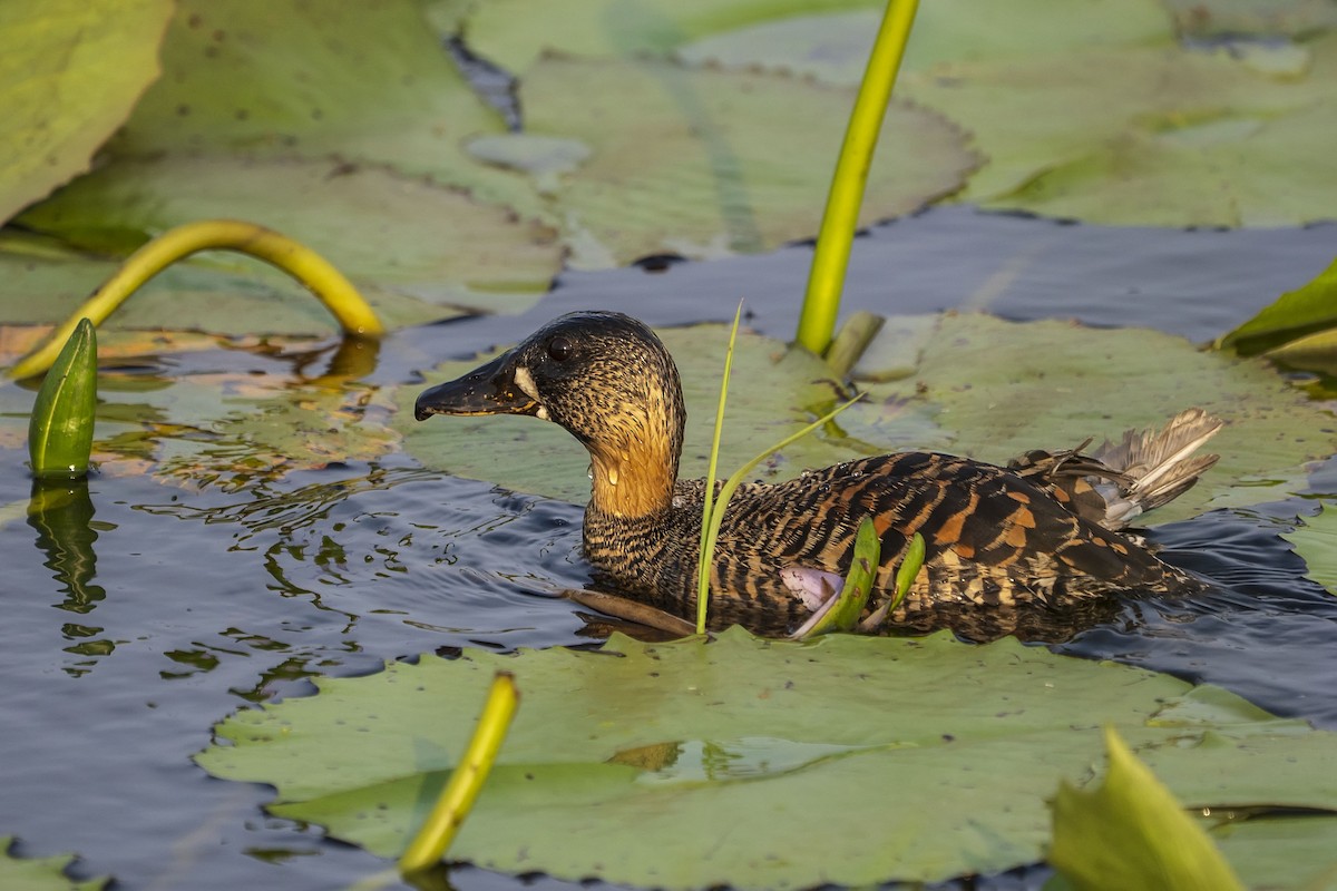 White-backed Duck - ML643814046