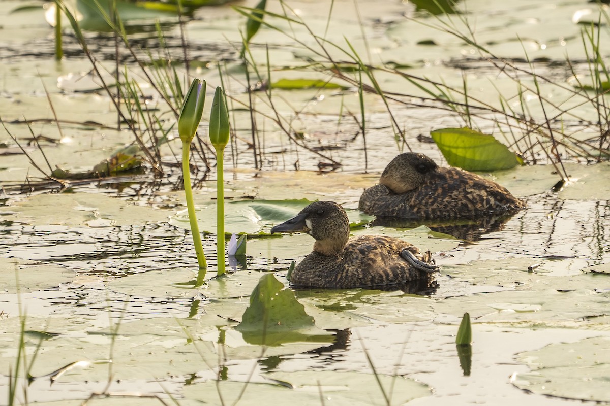 White-backed Duck - ML643814047