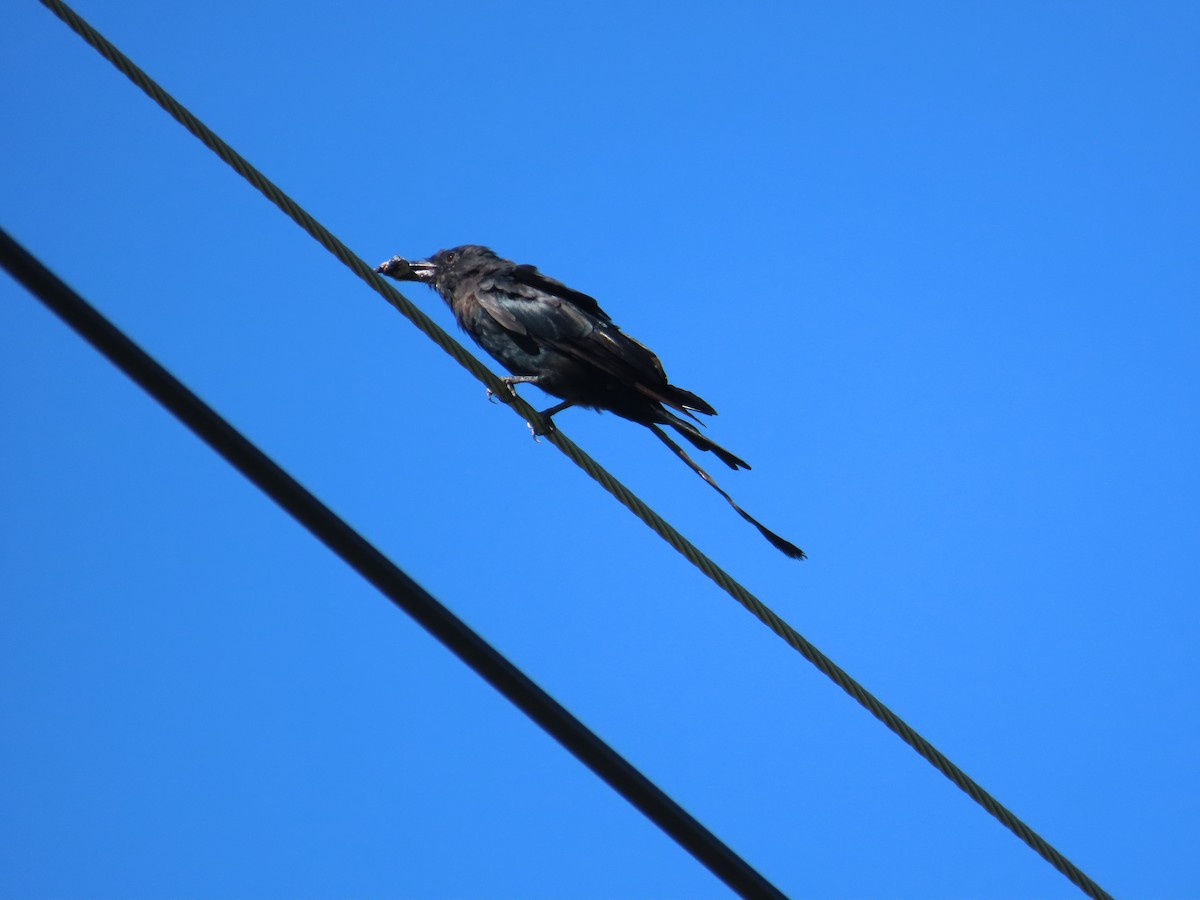 Black Drongo - ML643814050