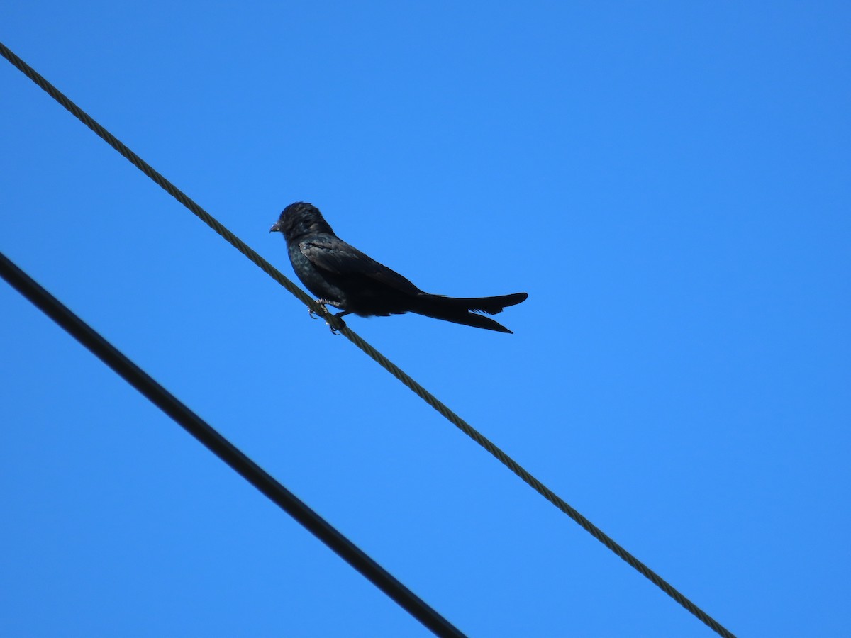 Black Drongo - ML643814051