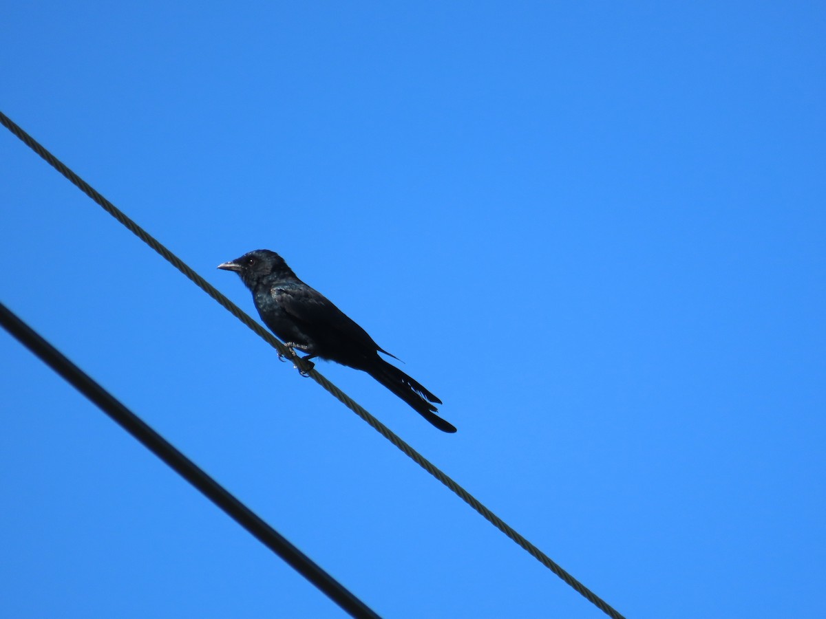 Black Drongo - ML643814052