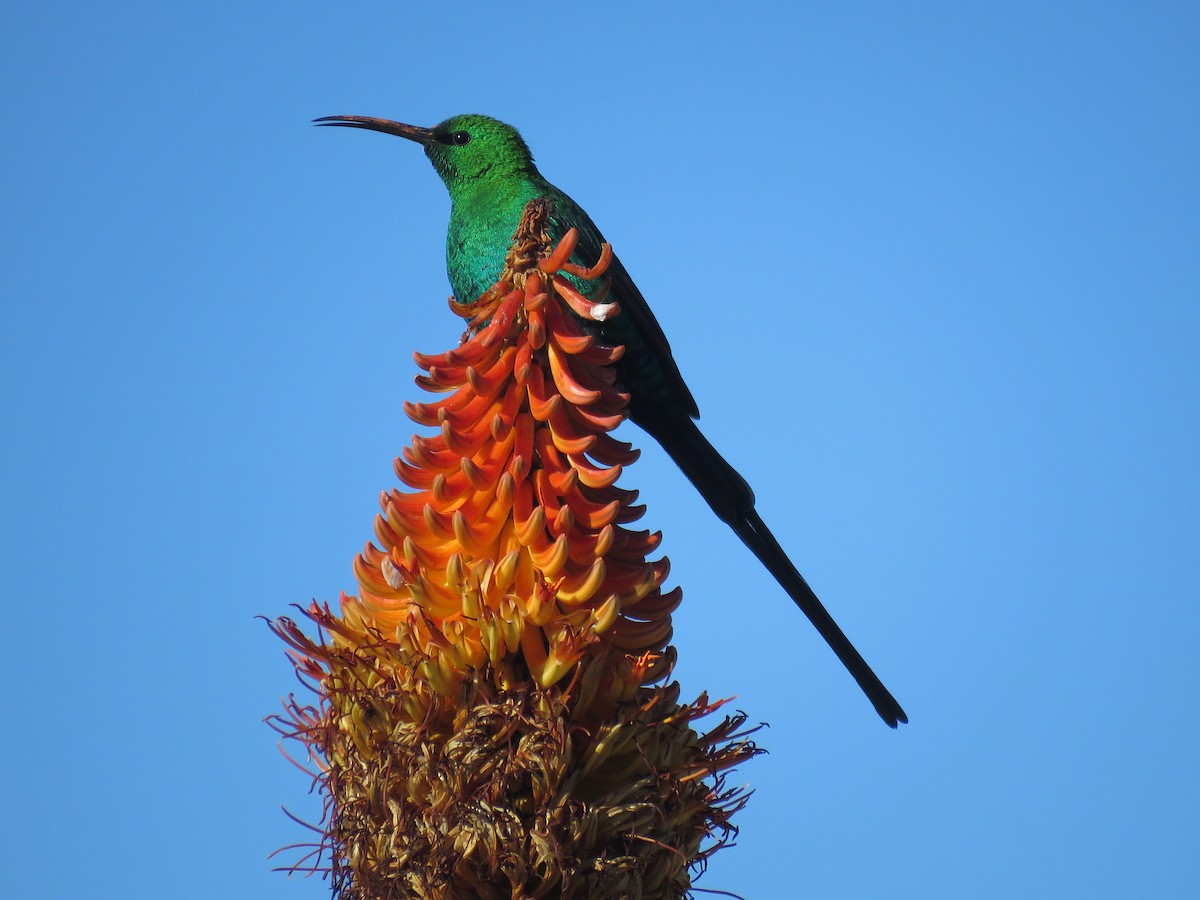 Malachite Sunbird - ML643814053