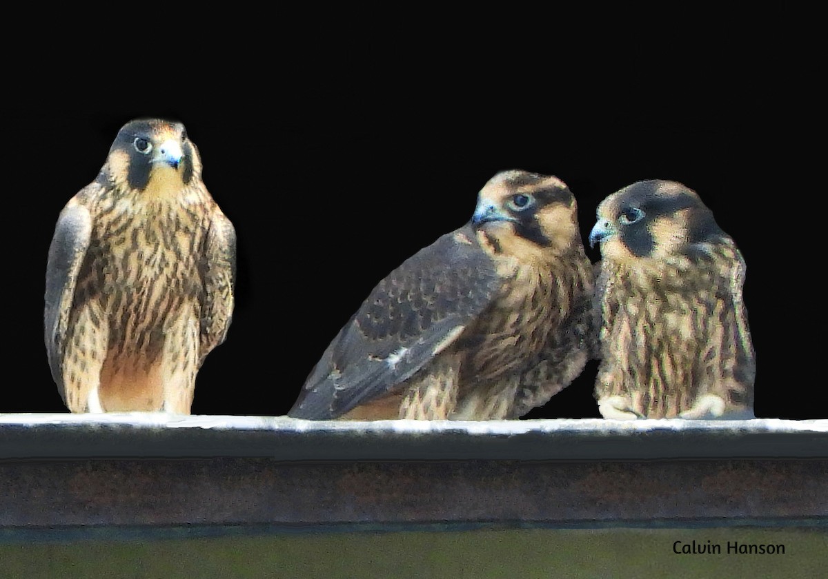 Peregrine Falcon - ML643814055