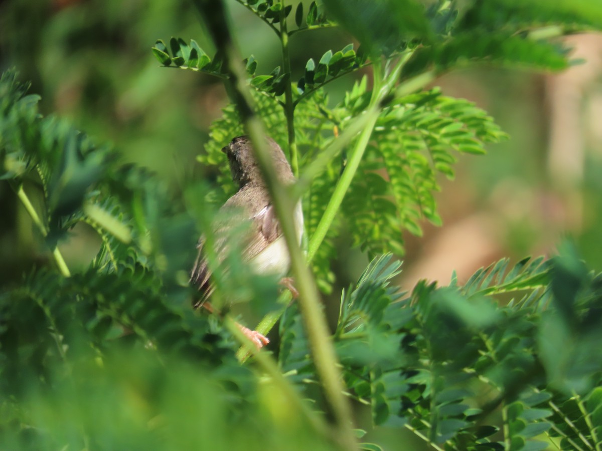 Plain Prinia - ML643814060