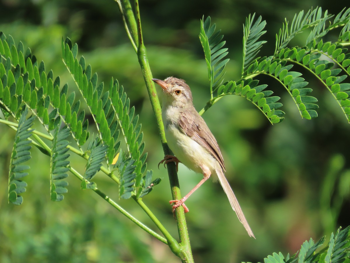 Plain Prinia - ML643814061