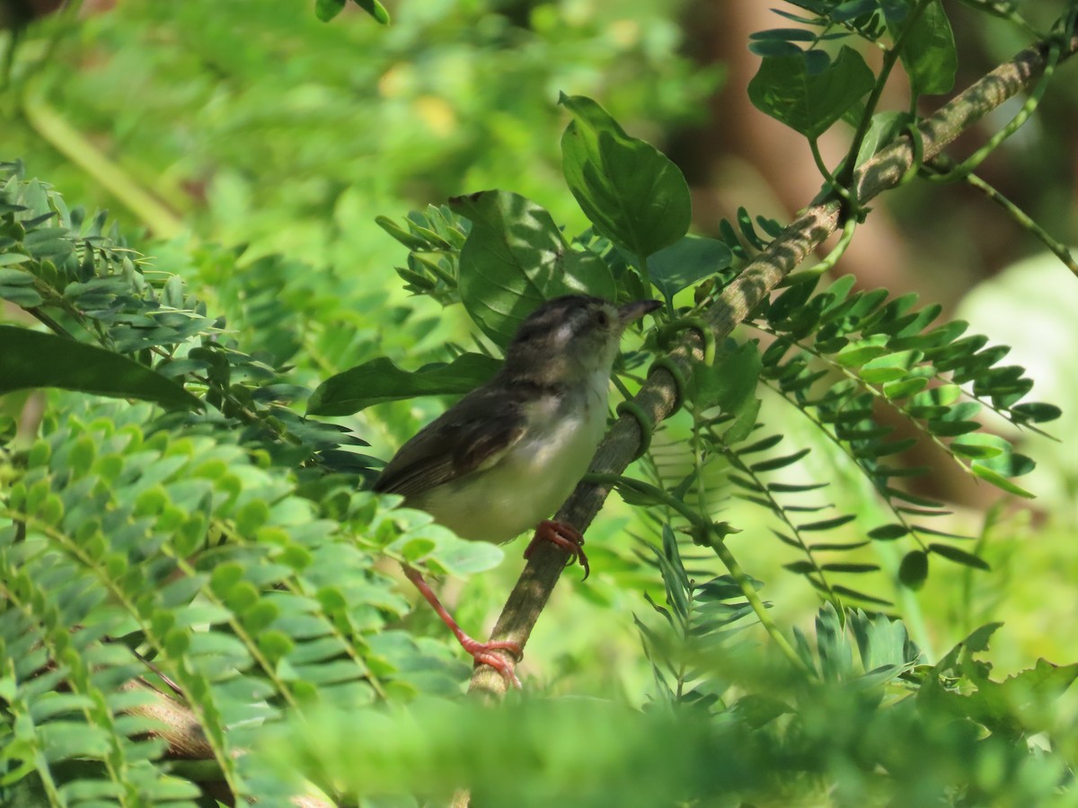 Plain Prinia - ML643814062