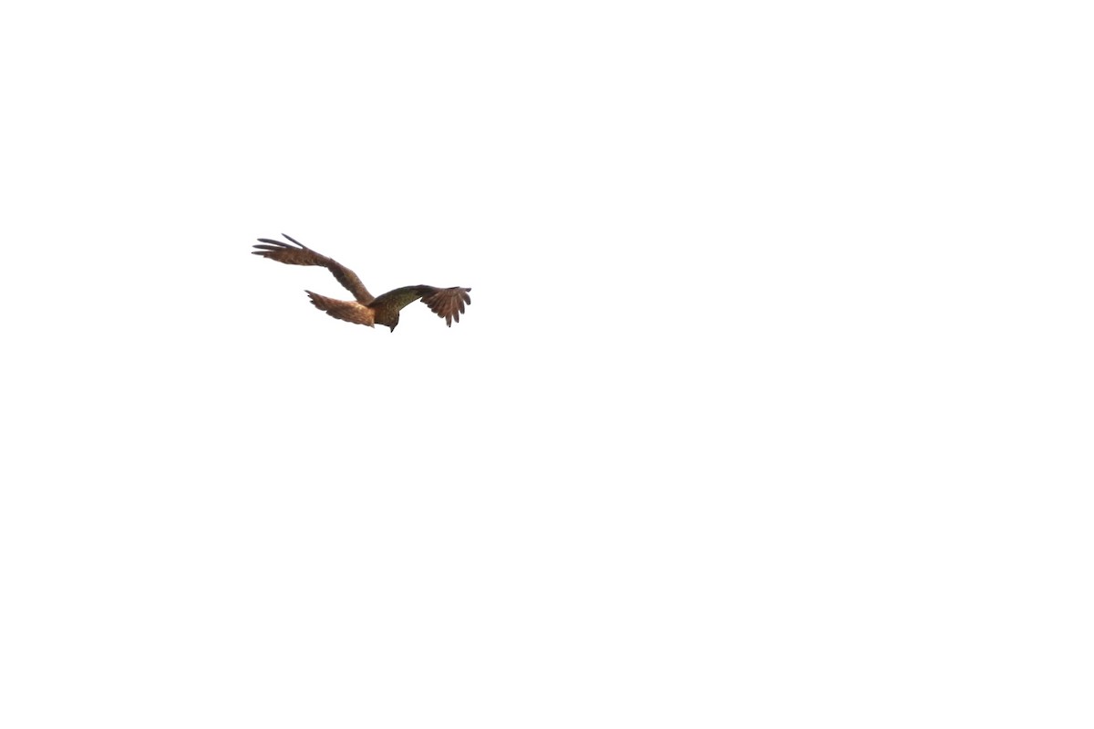 African Marsh Harrier - ML643814074