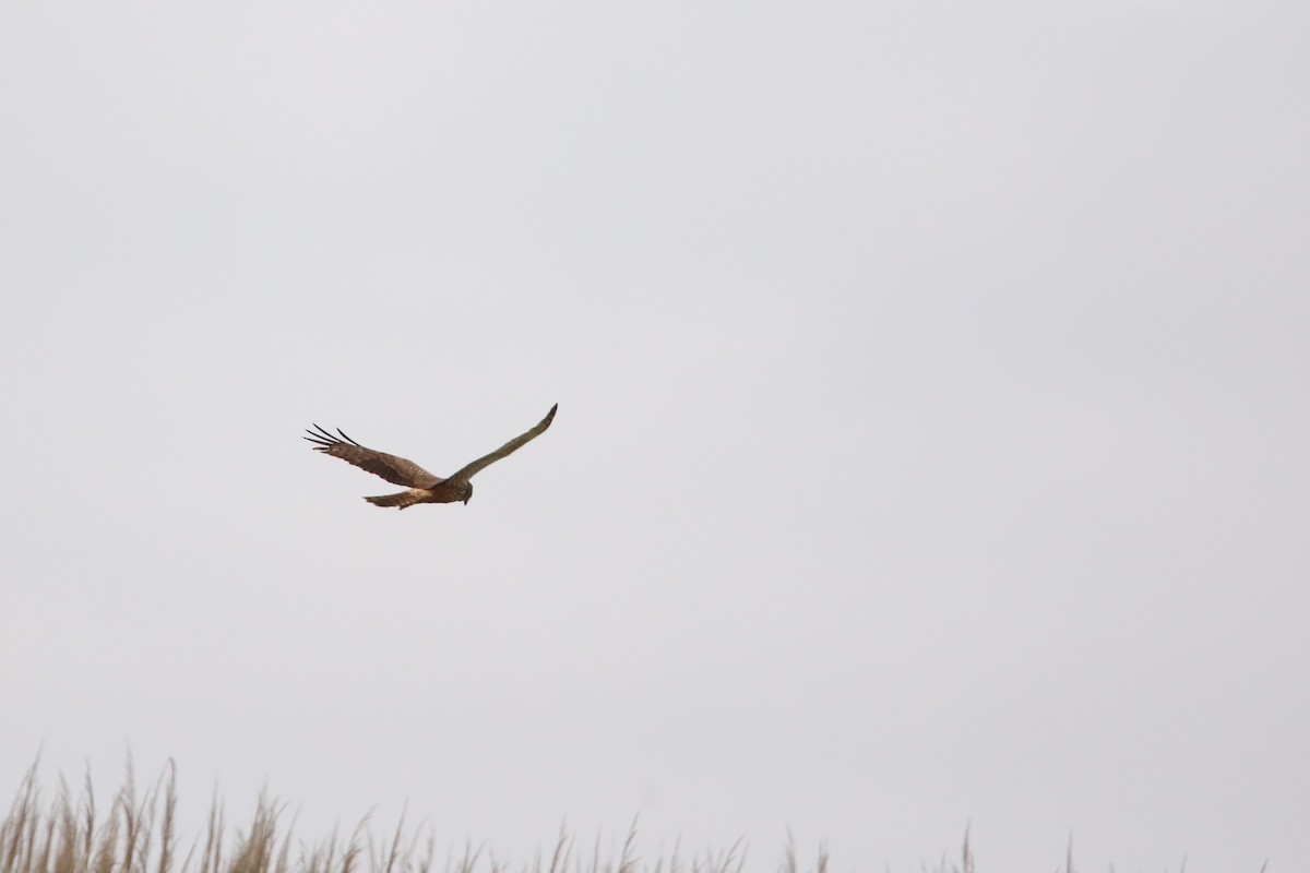 African Marsh Harrier - ML643814075
