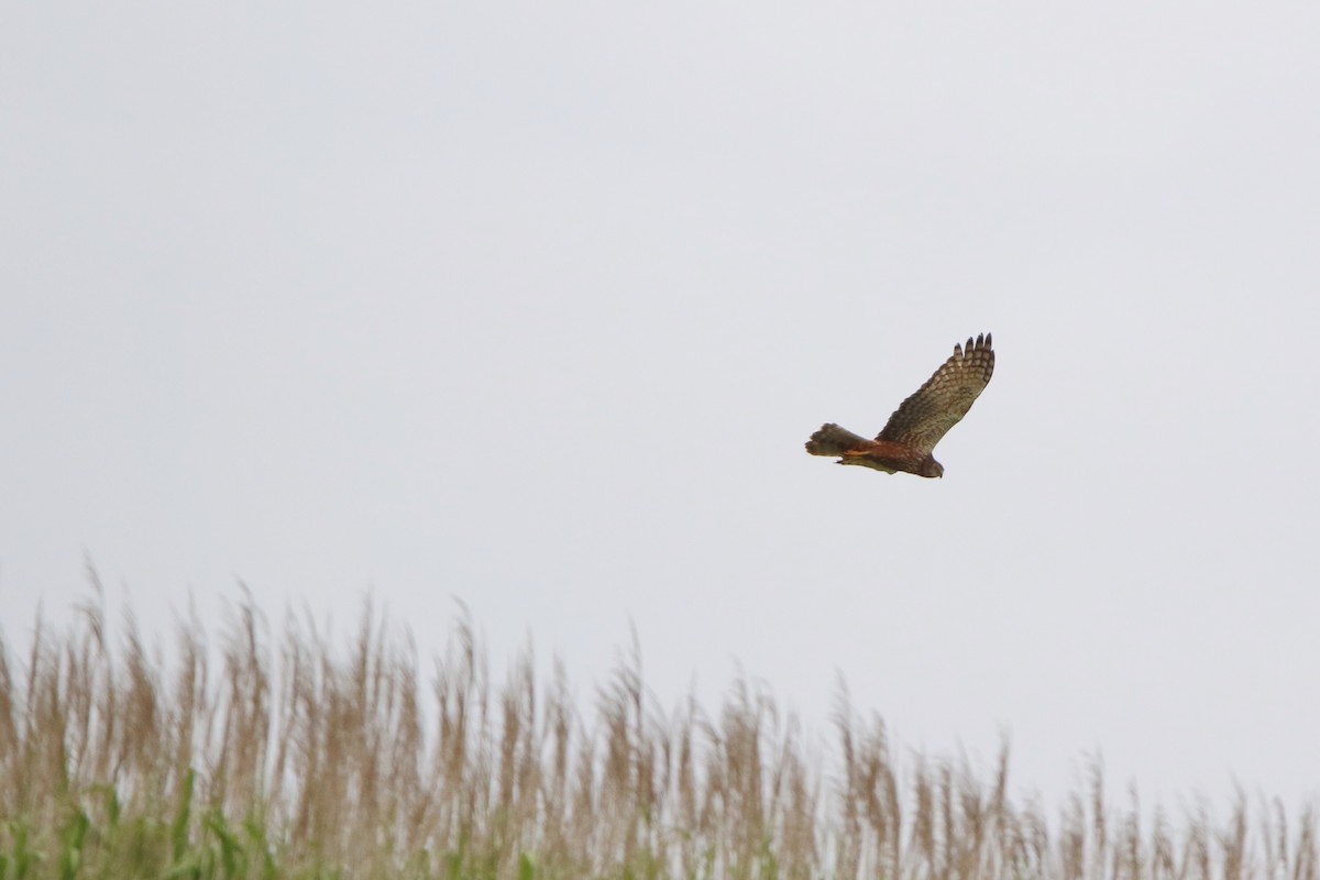 African Marsh Harrier - ML643814076