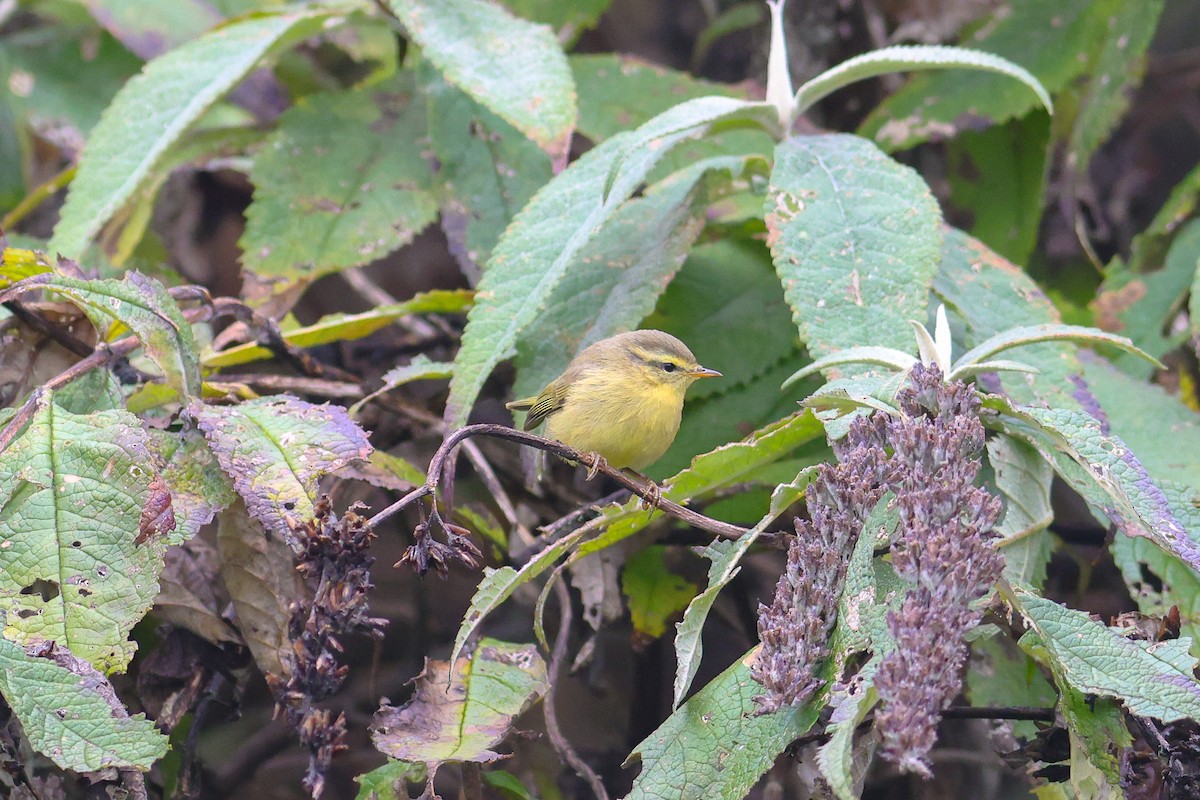Buff-throated Warbler - ML643814079