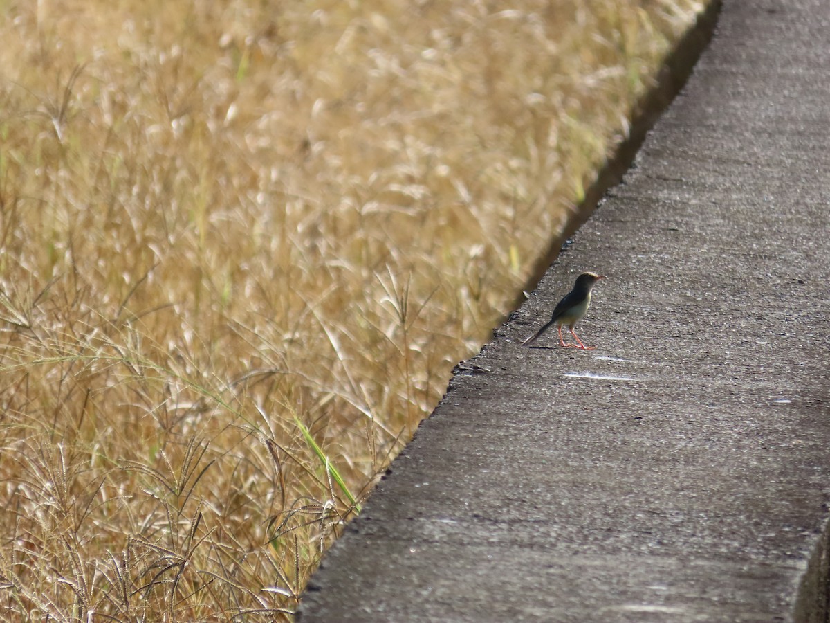 Plain Prinia - ML643814080