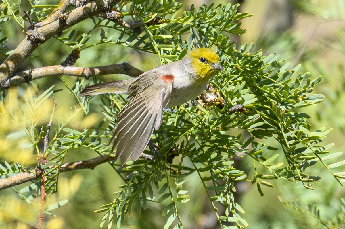 Verdin - ML643814082