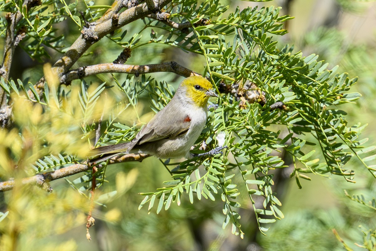 Verdin - ML643814083