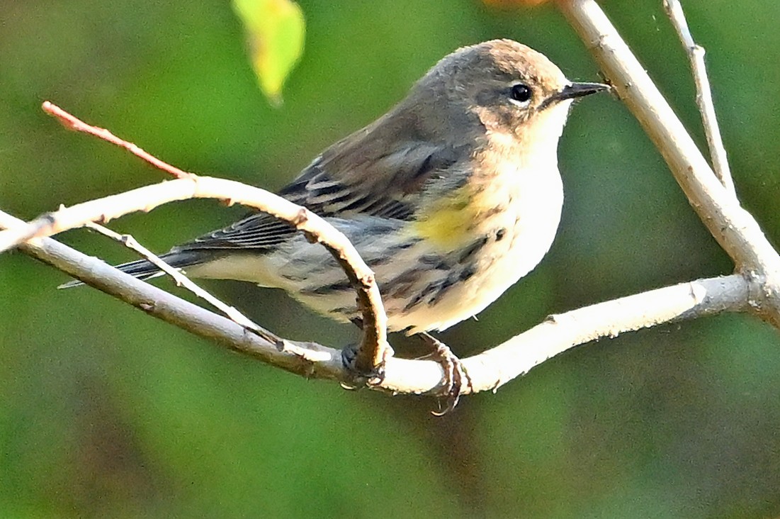 lesňáček žlutoskvrnný (ssp. coronata) - ML643814091