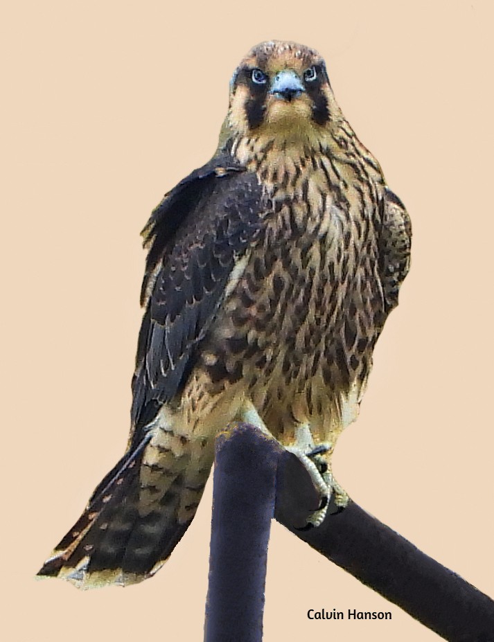 sokol stěhovavý - ML643814094