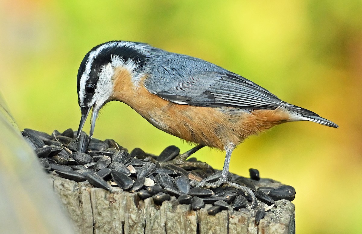 ムネアカゴジュウカラ - ML643814125