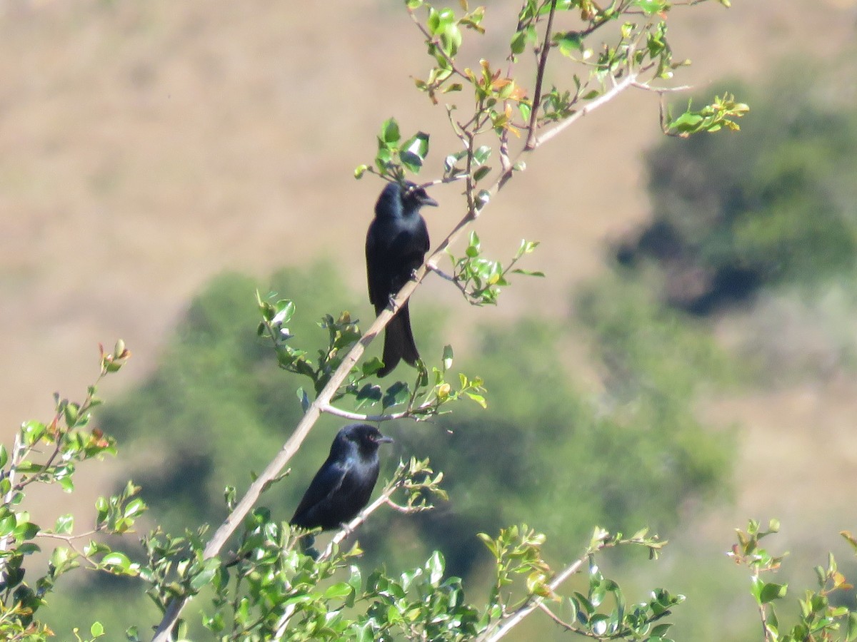 Fork-tailed Drongo - ML643814141