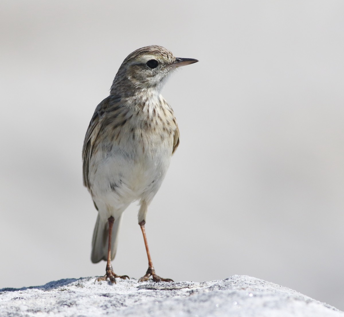 Australian Pipit - ML643814148