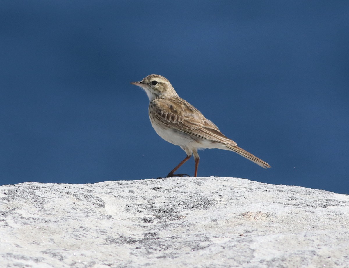 Australian Pipit - ML643814149