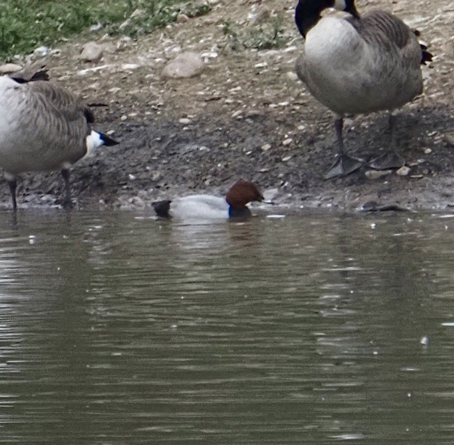Common Pochard - ML643814160