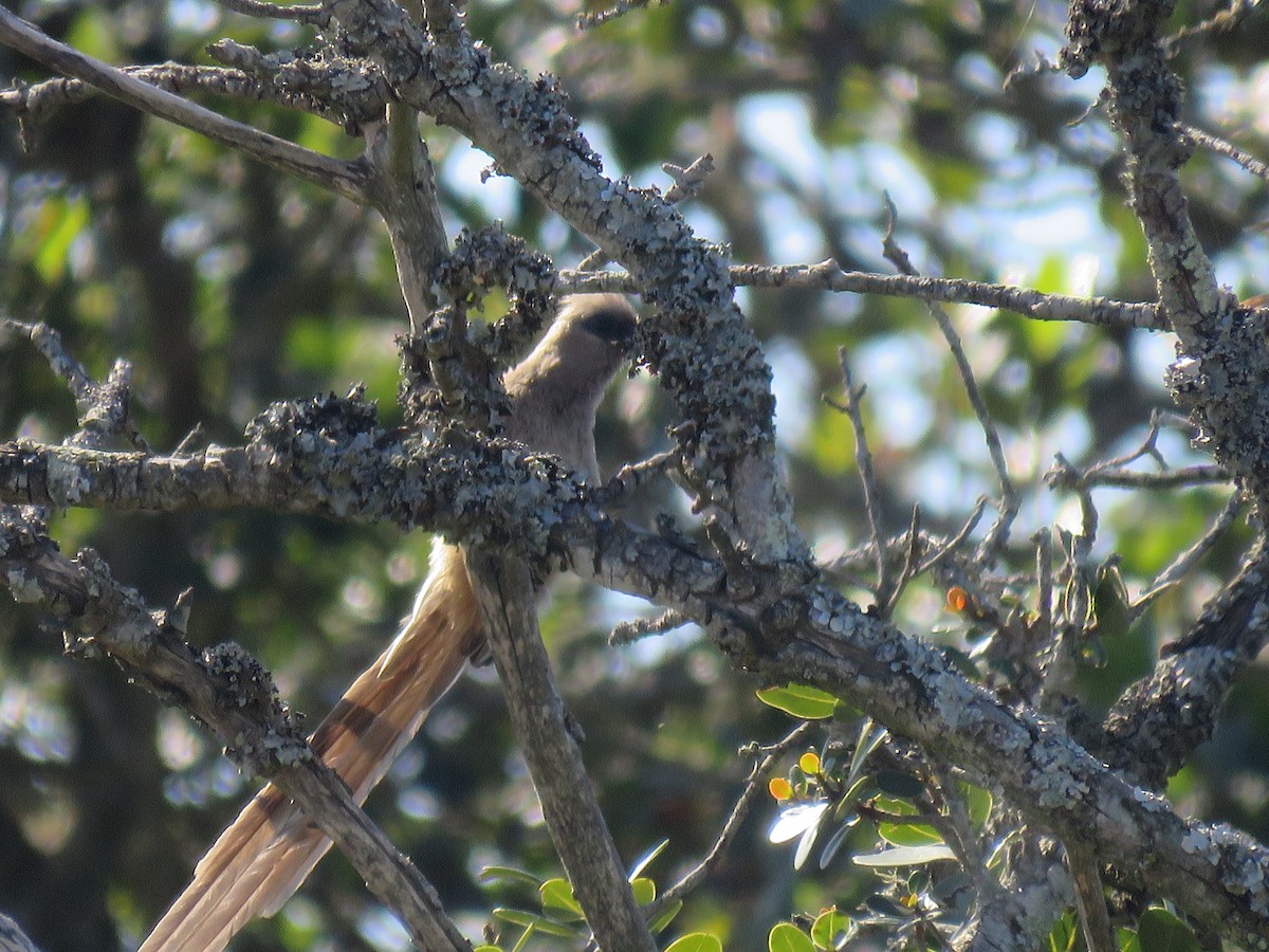 Speckled Mousebird - ML643814162