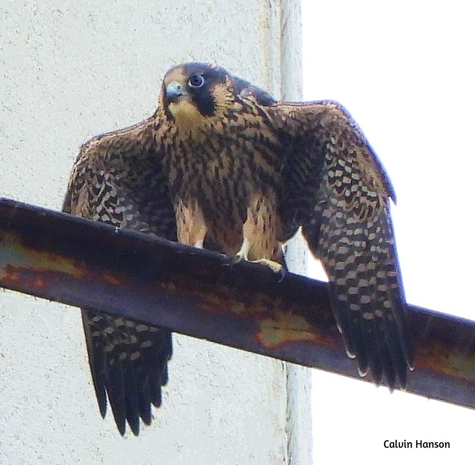 Peregrine Falcon - ML643814165