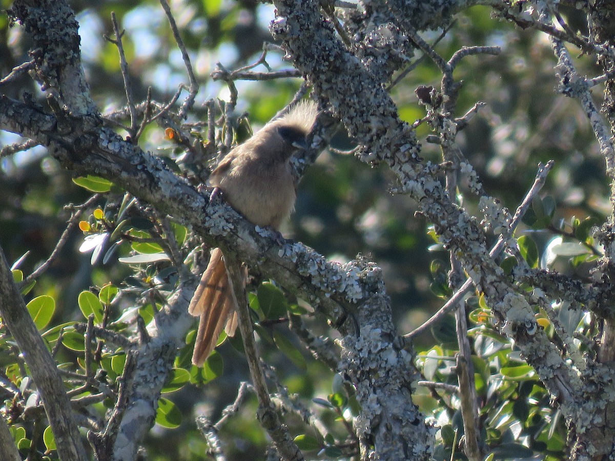 Speckled Mousebird - ML643814166