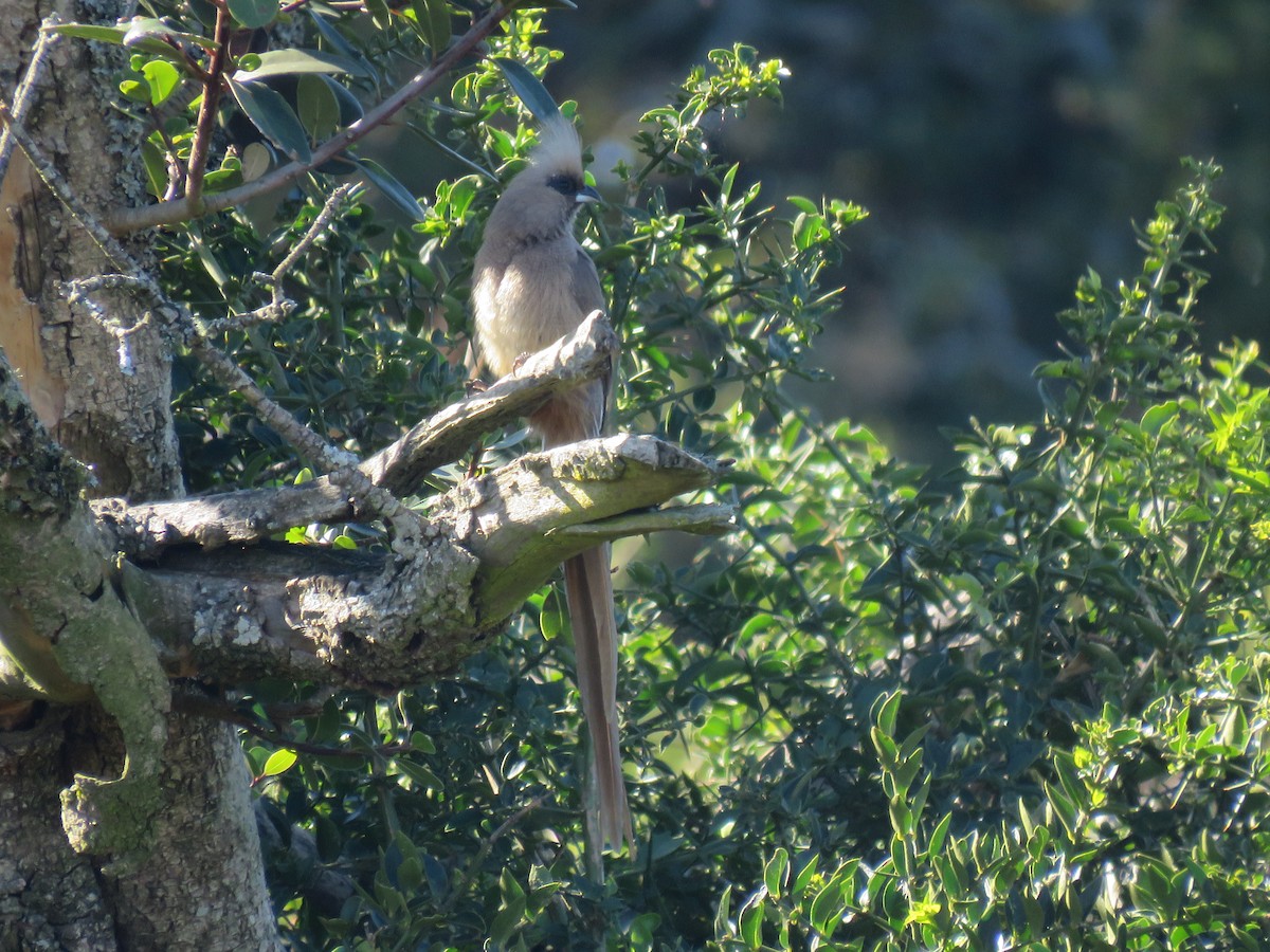 Speckled Mousebird - ML643814174