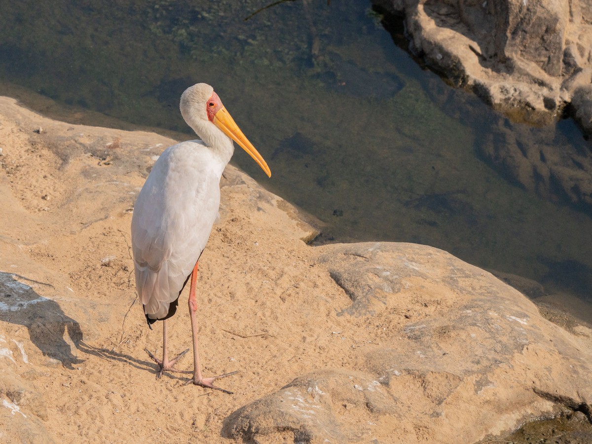 gulnebbstork - ML643814180