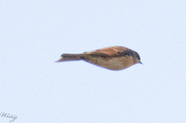 sibirjernspurv - ML643814206