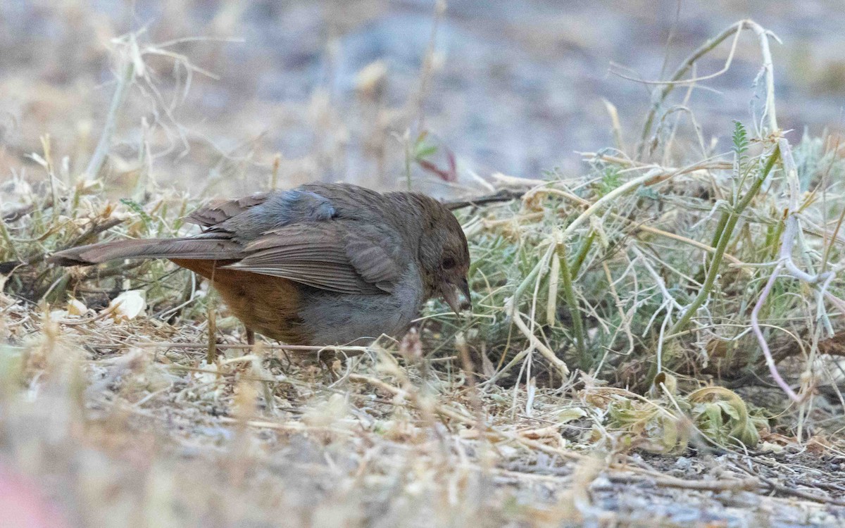 California Towhee - ML643814207