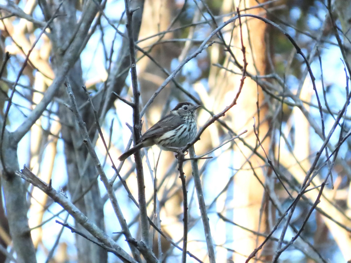 Speckled Warbler - ML643814225