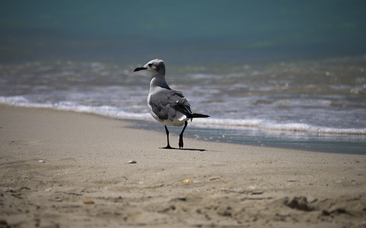 Laughing Gull - ML643814235