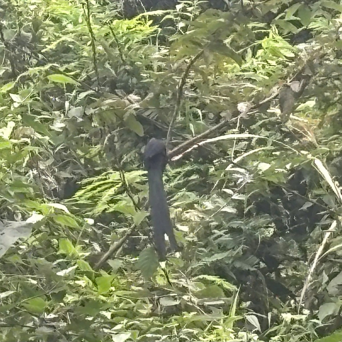 Green-billed Malkoha - ML643814251