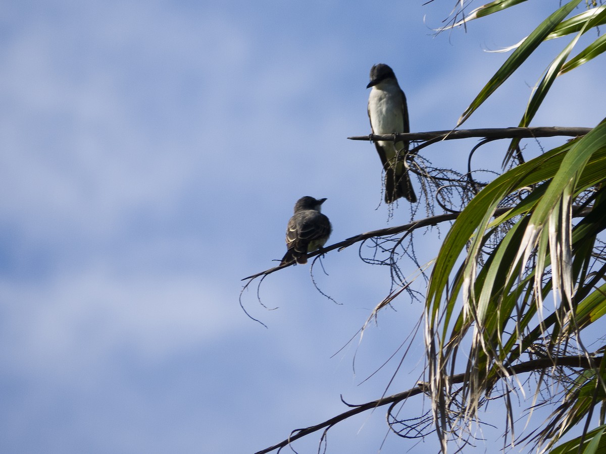Gray Kingbird - ML643814257