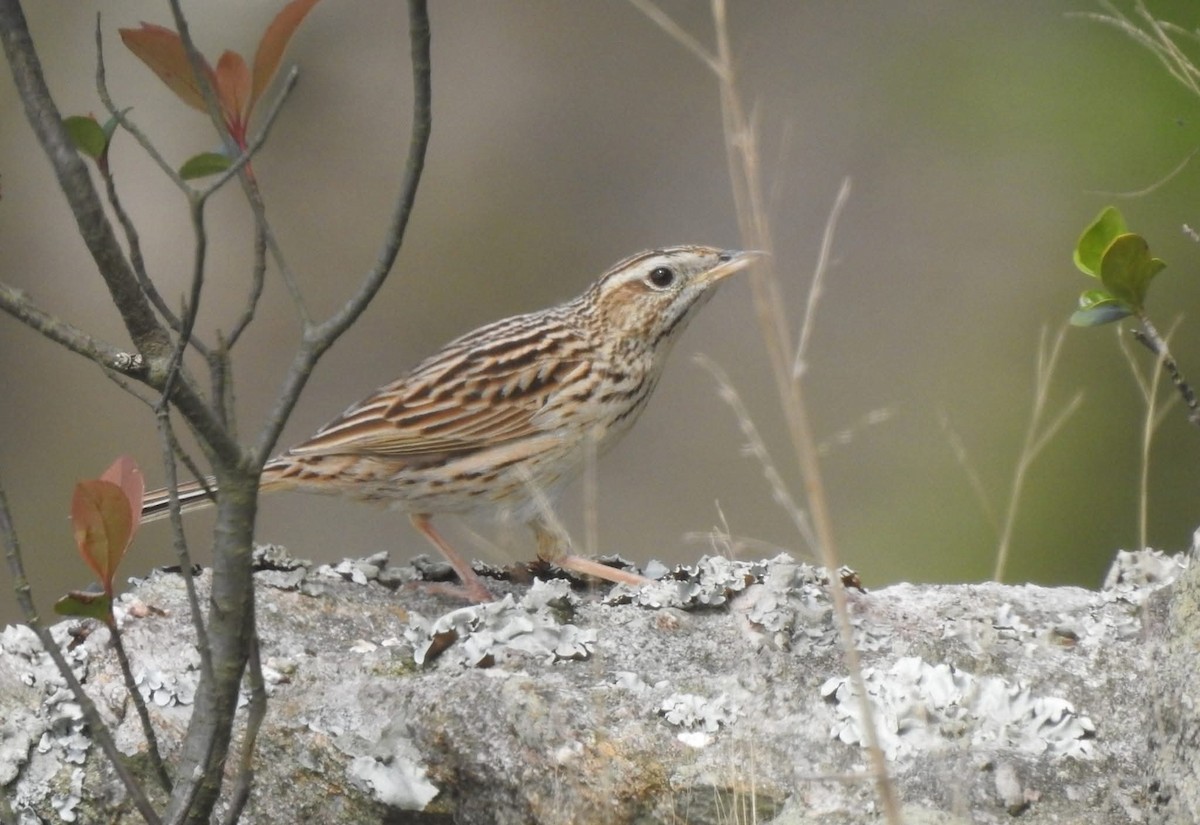 Upland Pipit - ML643814260