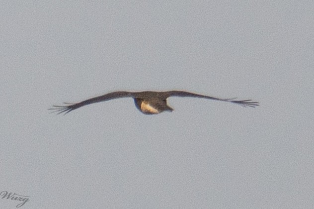 orlík krátkoprstý - ML643814262