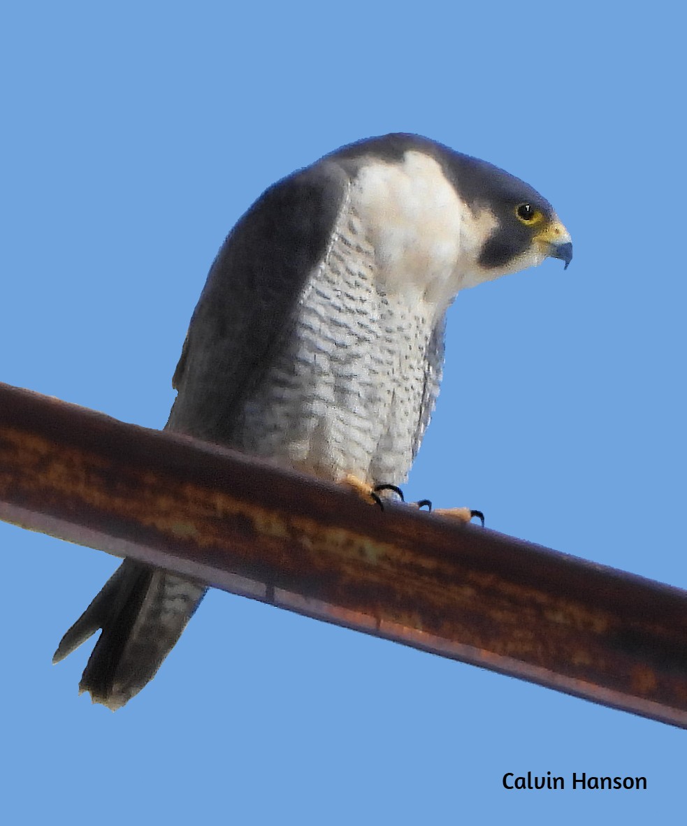 Peregrine Falcon - ML643814265