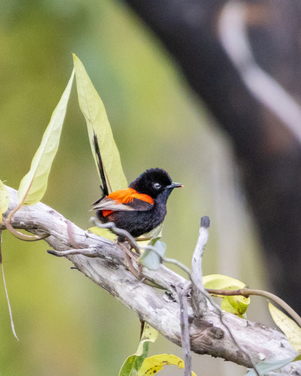 Red-backed Fairywren - ML643814272