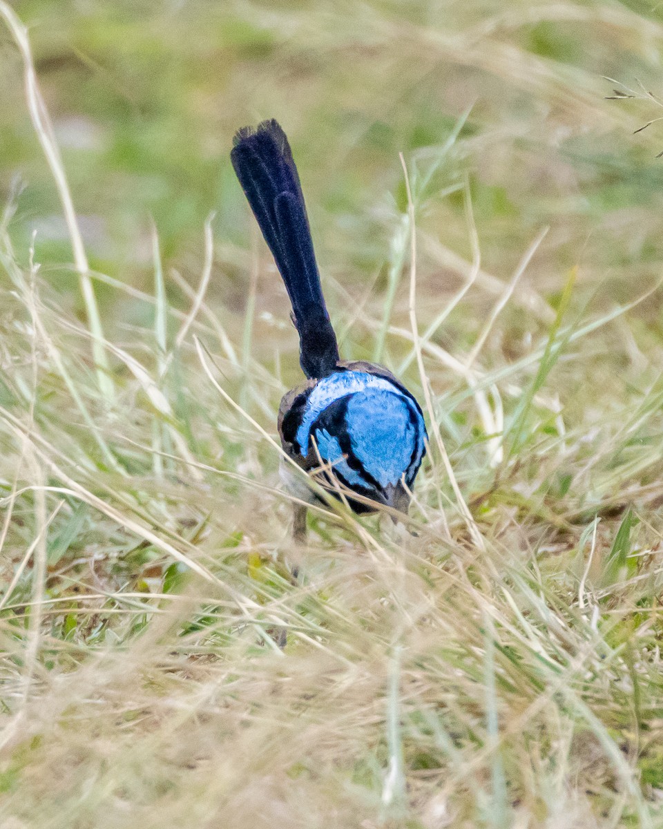 Superb Fairywren - ML643814273