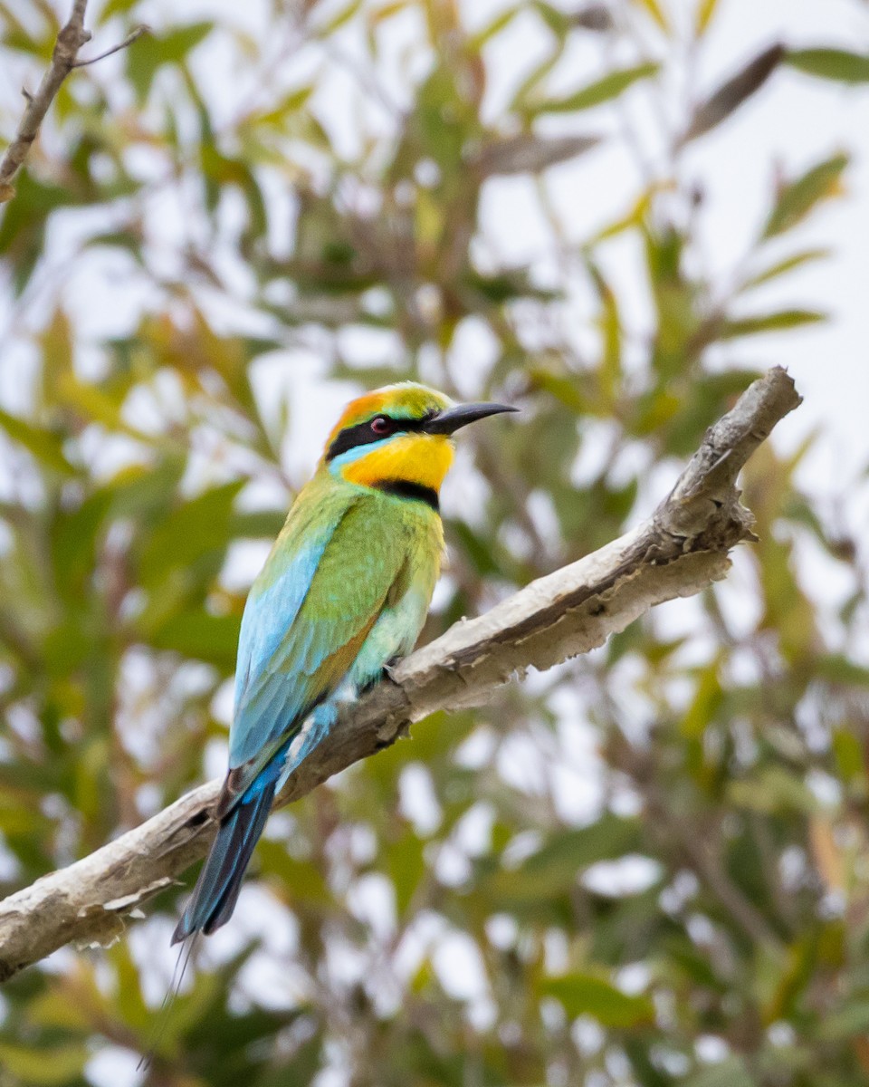 Rainbow Bee-eater - ML643814275