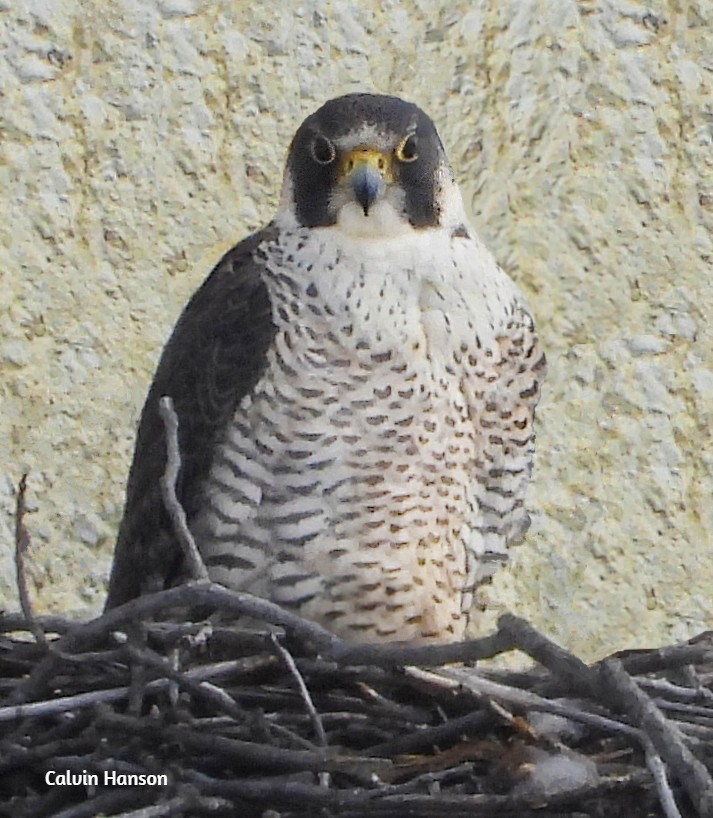 Peregrine Falcon - ML643814276