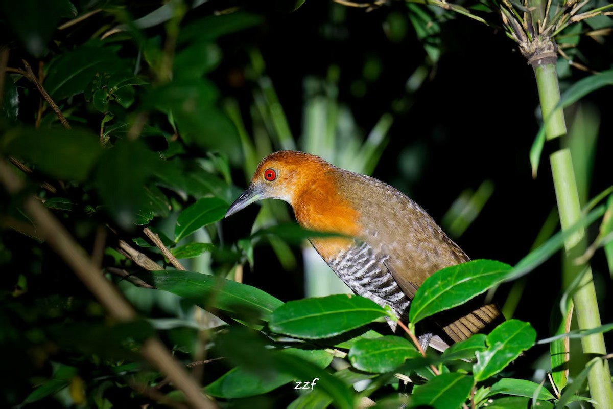 Slaty-legged Crake - ML643814278